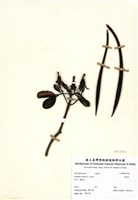 藏品(水筆仔)的圖片